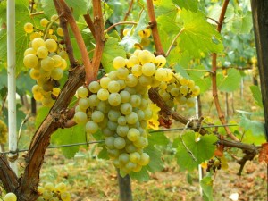 Chardonnay 莎當妮 (photo sourced from Internet)