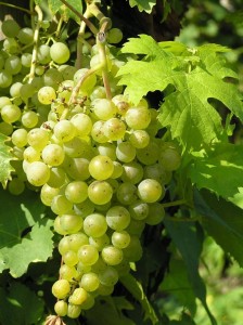 Riesling (photo sourced from Internet)