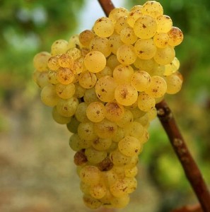 Semillon 賽美蓉 (photo sourced from Internet)