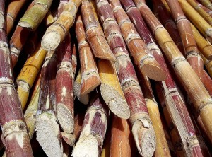 甘蔗 Sugarcane (photo sourced from https://en.wikipedia.org/wiki/Sugarcane)